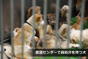 愛護センターで殺処分を待つ犬達