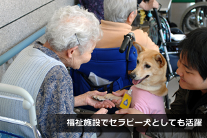 福祉施設でセラピー犬としても活躍