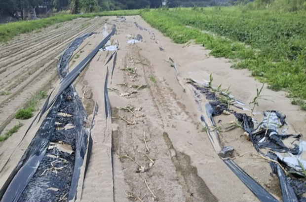 2018_gcf_saigai_02：平成30年7月豪雨で被害を受けたしょうが畑（広島県神石高原町 2018年7月 ）
