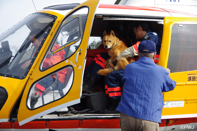 ヘリで現場に向かう災害救助犬「夢之丞」